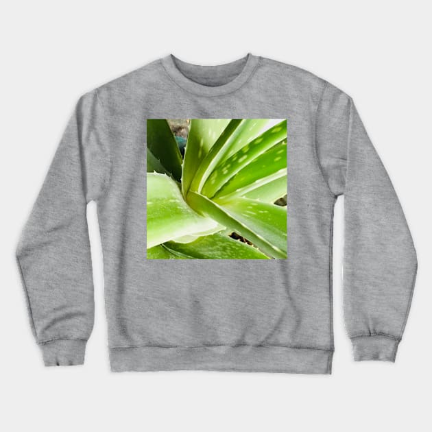 Aloe vera plant Crewneck Sweatshirt by BlackWhiteBeige